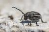 Iberodorcadion fuliginator ovatum